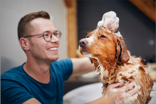 Dog Shampoo Showdown: Bar vs Bottle