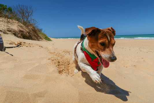 Our Guide to Dog Wellbeing During the Aussie Festive Season