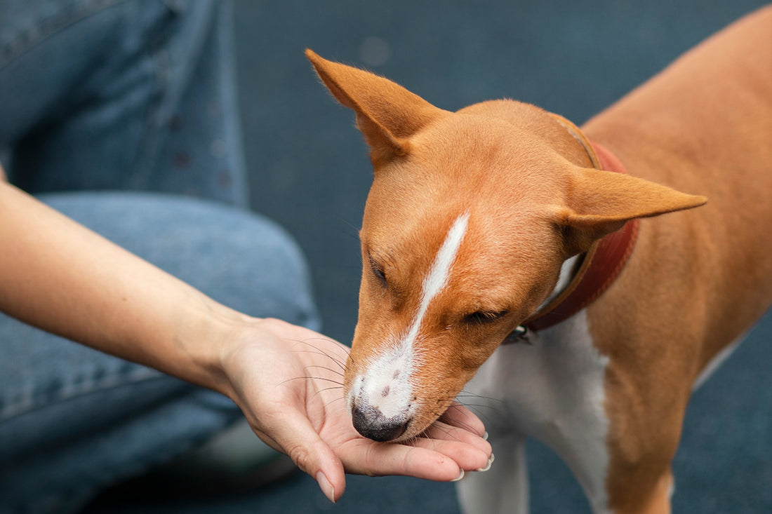 close up picture of a person hand feeding a dog a healthy dog treat. The blog talks about what foods dogs should avoid and the benefits of probiotics in their diet