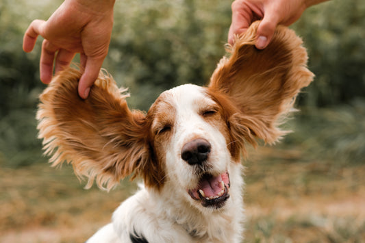how to clean my dogs ears