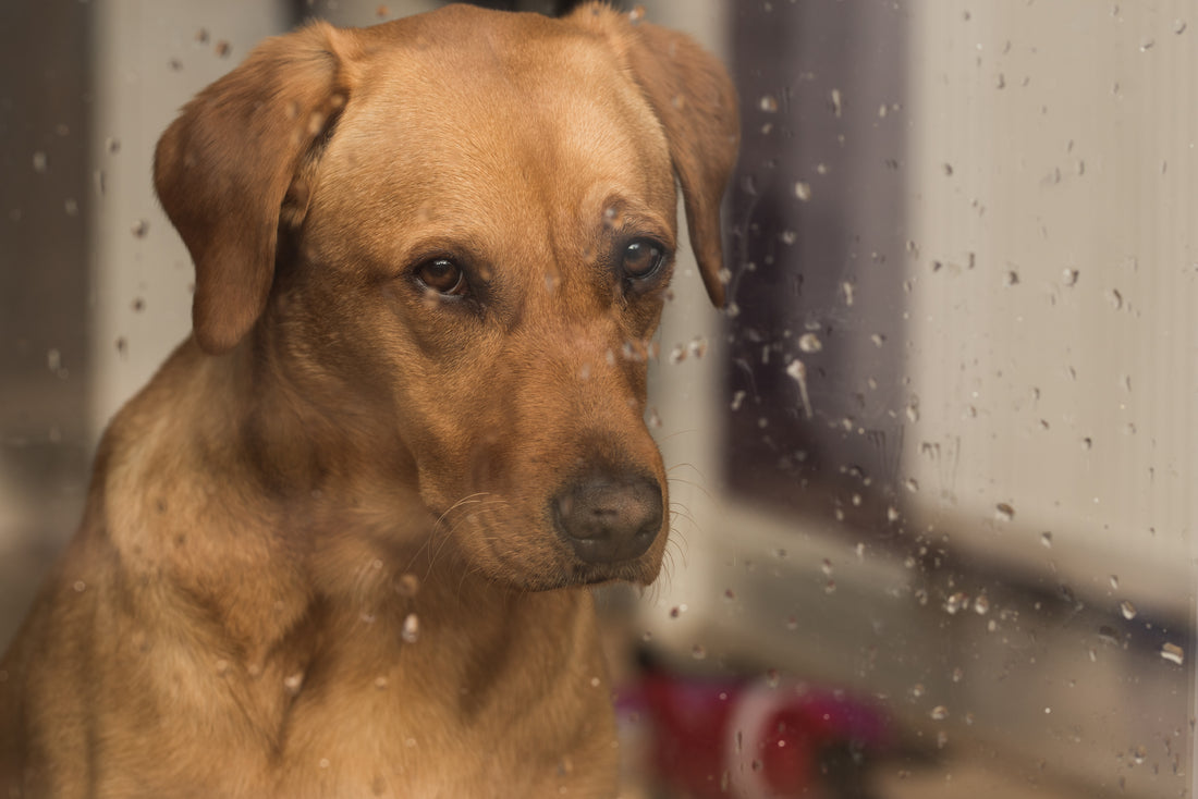 Dog looking outside window on a rainy day. 5 ways to entertain your dog on cold rainy days