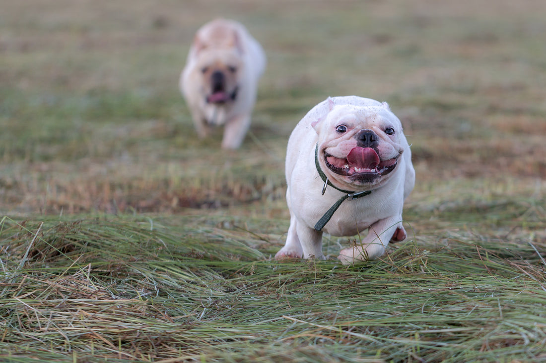 2 white french bulldogs playing in the park. They have the zoomies