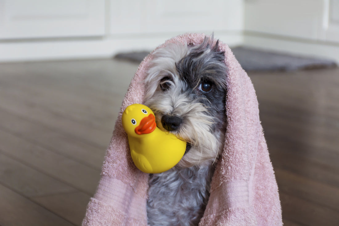 A funny image of a dog with a towel wrapped around its head like it just got out of the shower. This image is used to show how we can pamper a dog with dog care products such as dog shampoo