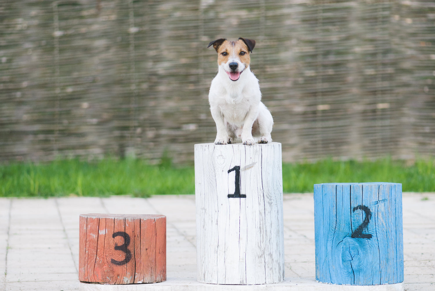 Jack Russell terrier sitting on top of a podium. This image showcases our best selling dog products.