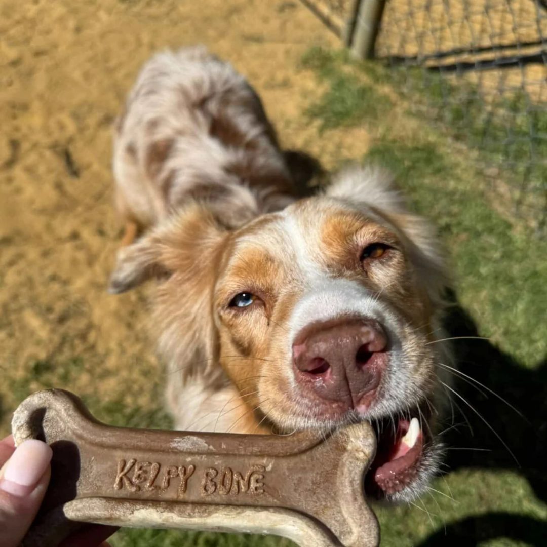 Kelpy Bone - Sustainable Chew
