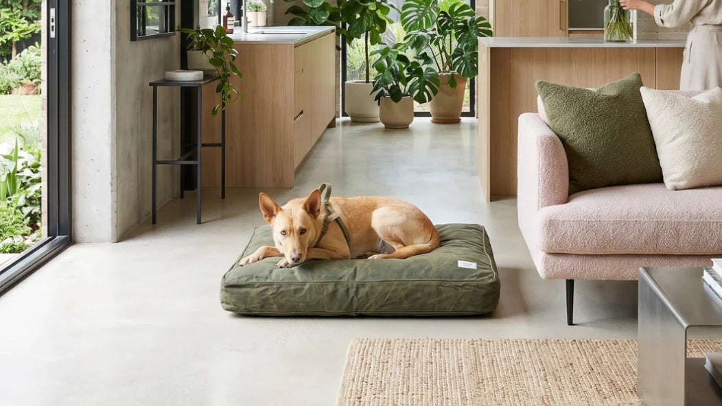 Dog lying on a green dog bed in a modern living room with plants and furniture.