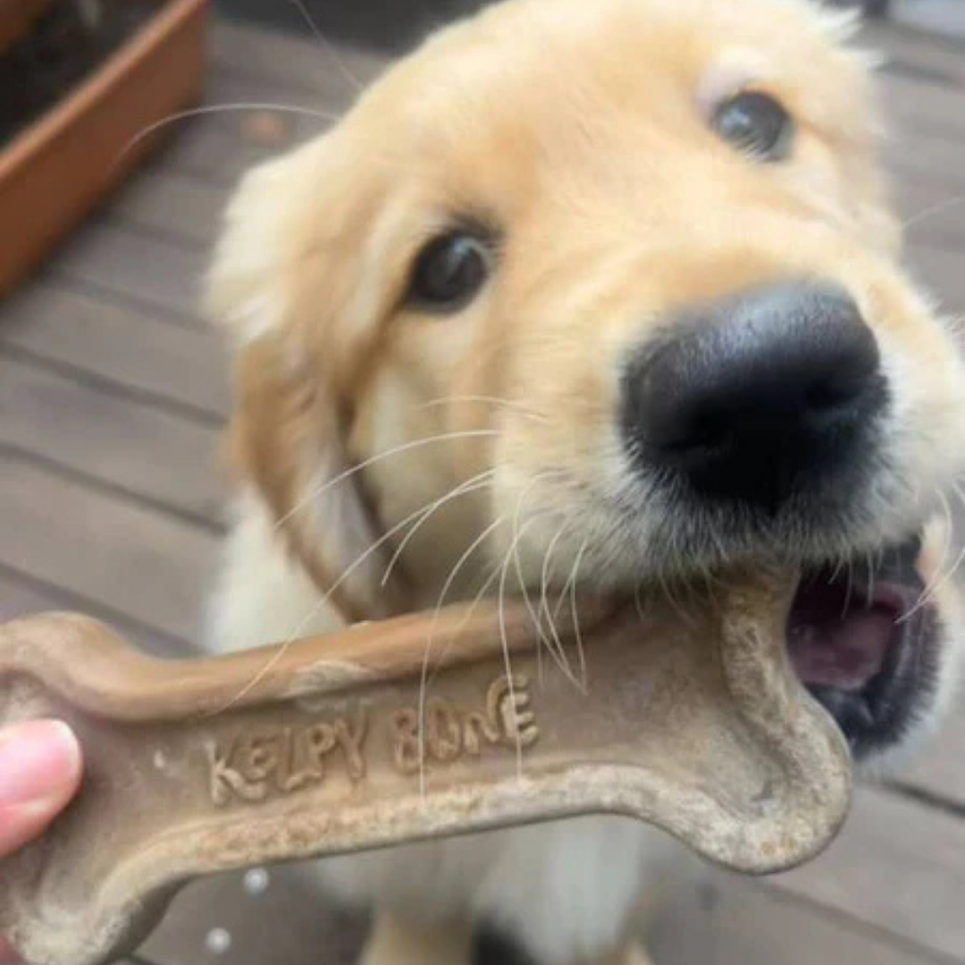 Kelpy Bone - Sustainable Chew