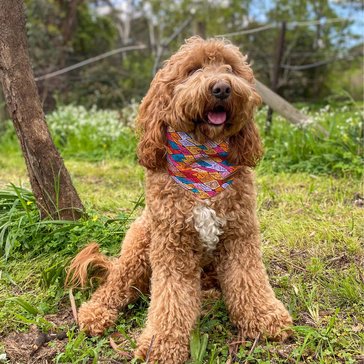 Labradoodle bandana store