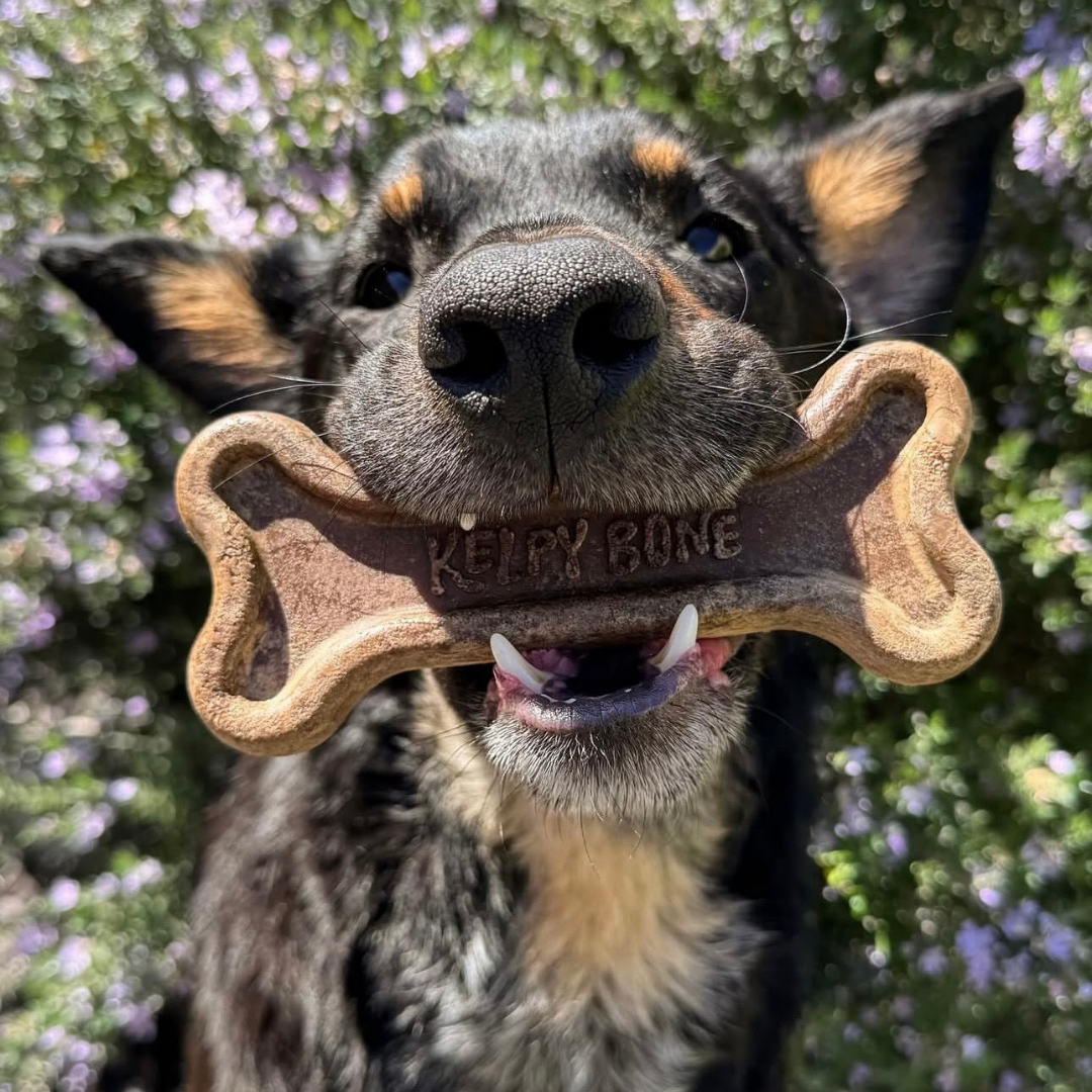 Kelpy Bone - Sustainable Chew