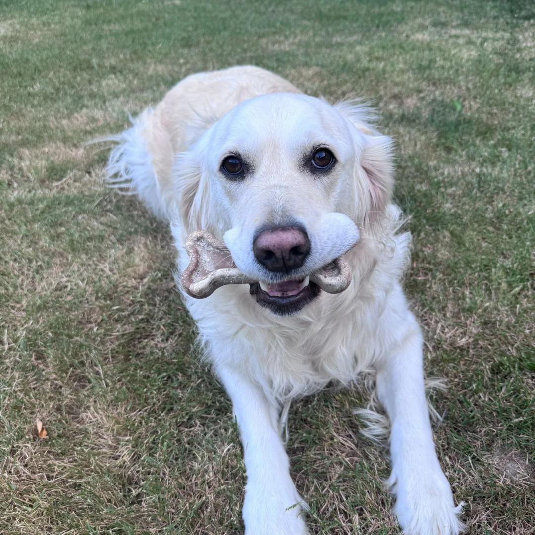 Kelpy Bone - Sustainable Chew