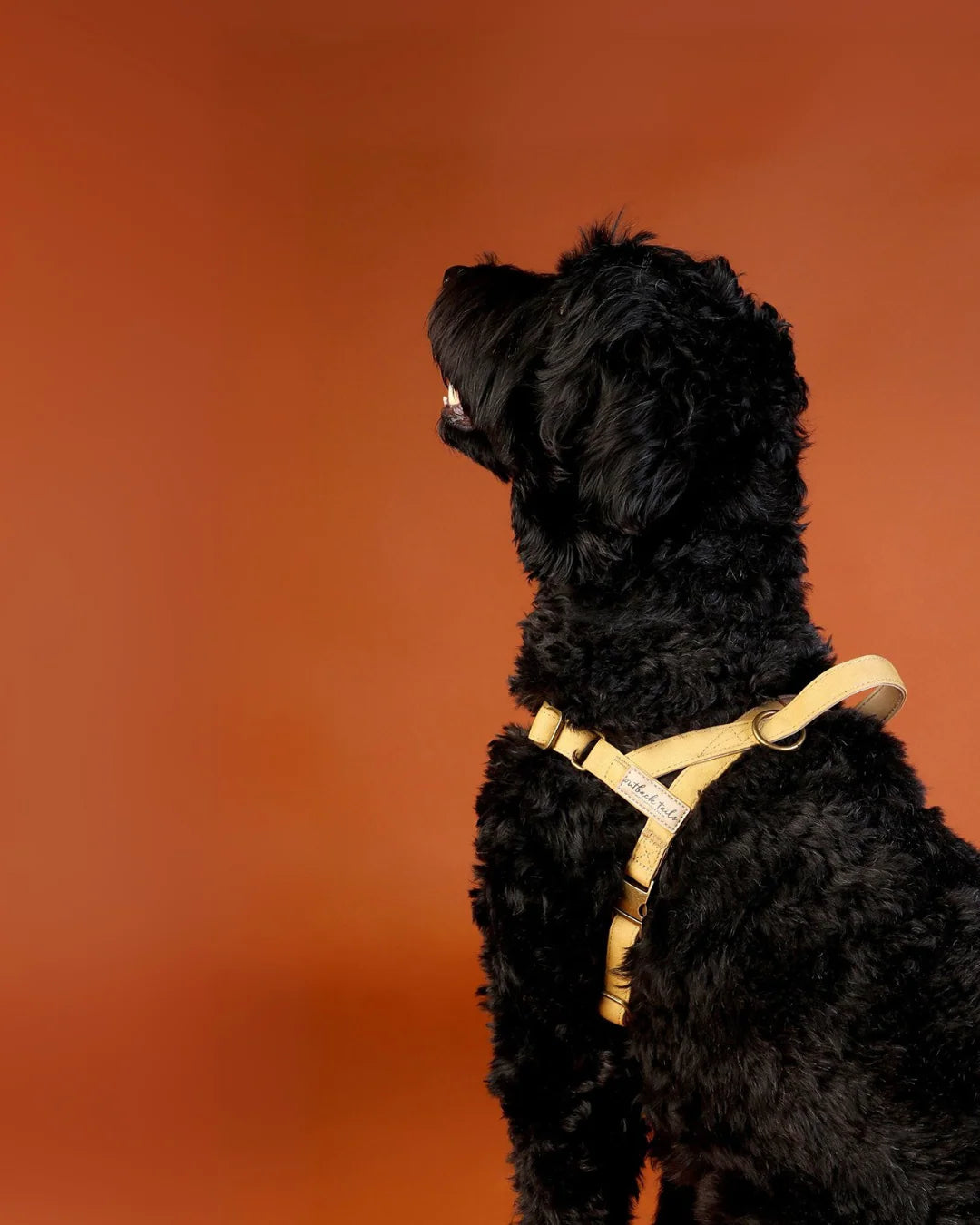 Waxed Canvas Dog Harness - Yellow