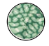 Size 00 - Like a Boston Terrier / Green Print