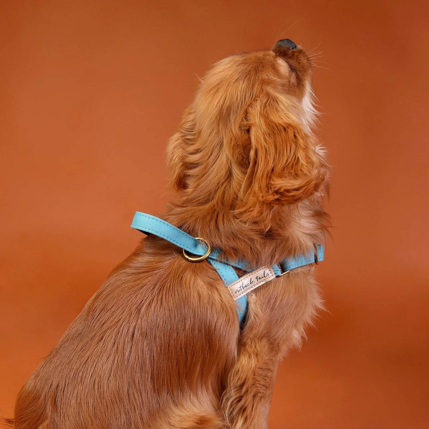 Waxed Canvas Dog Harness - Blue