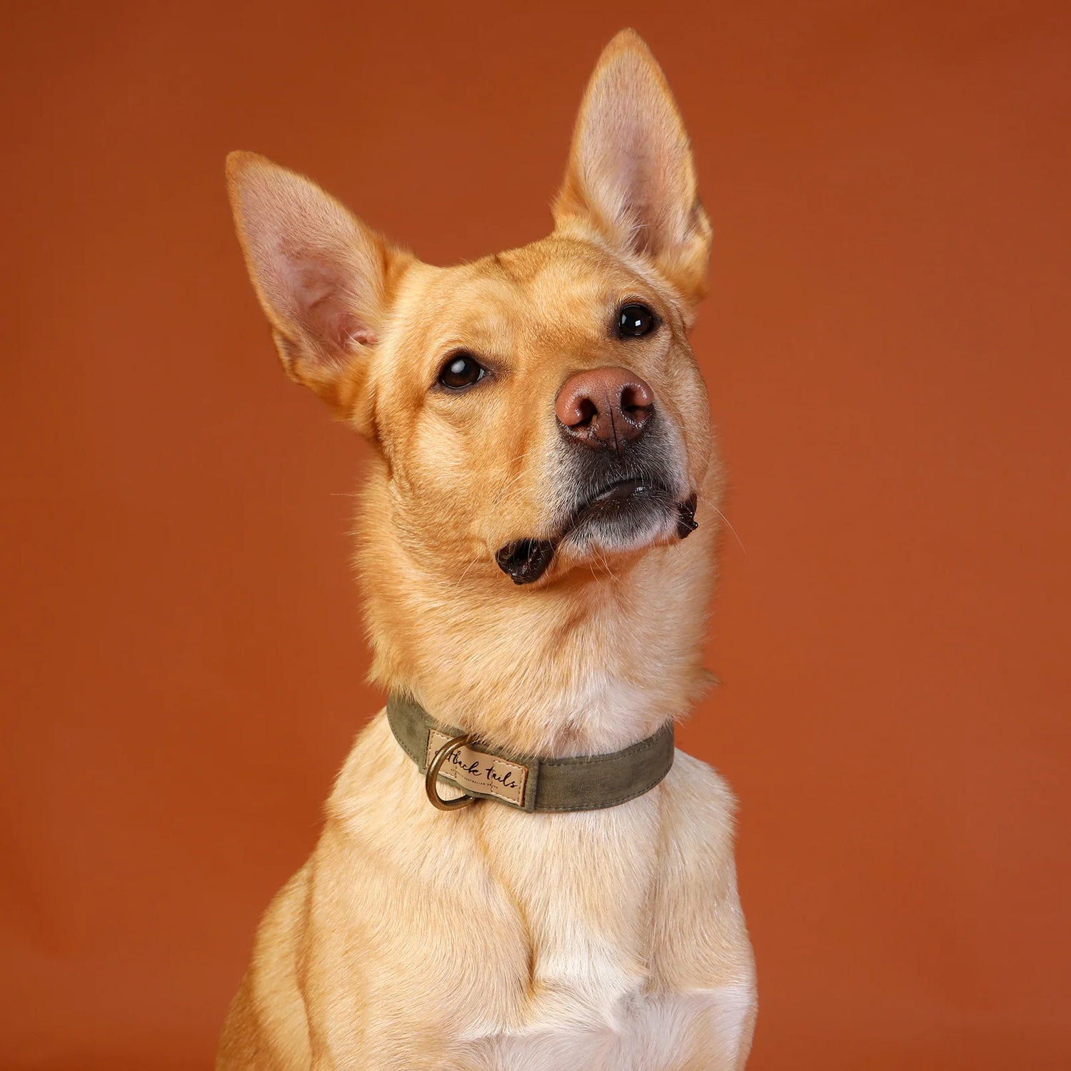 Waxed Canvas Dog Collar - Green