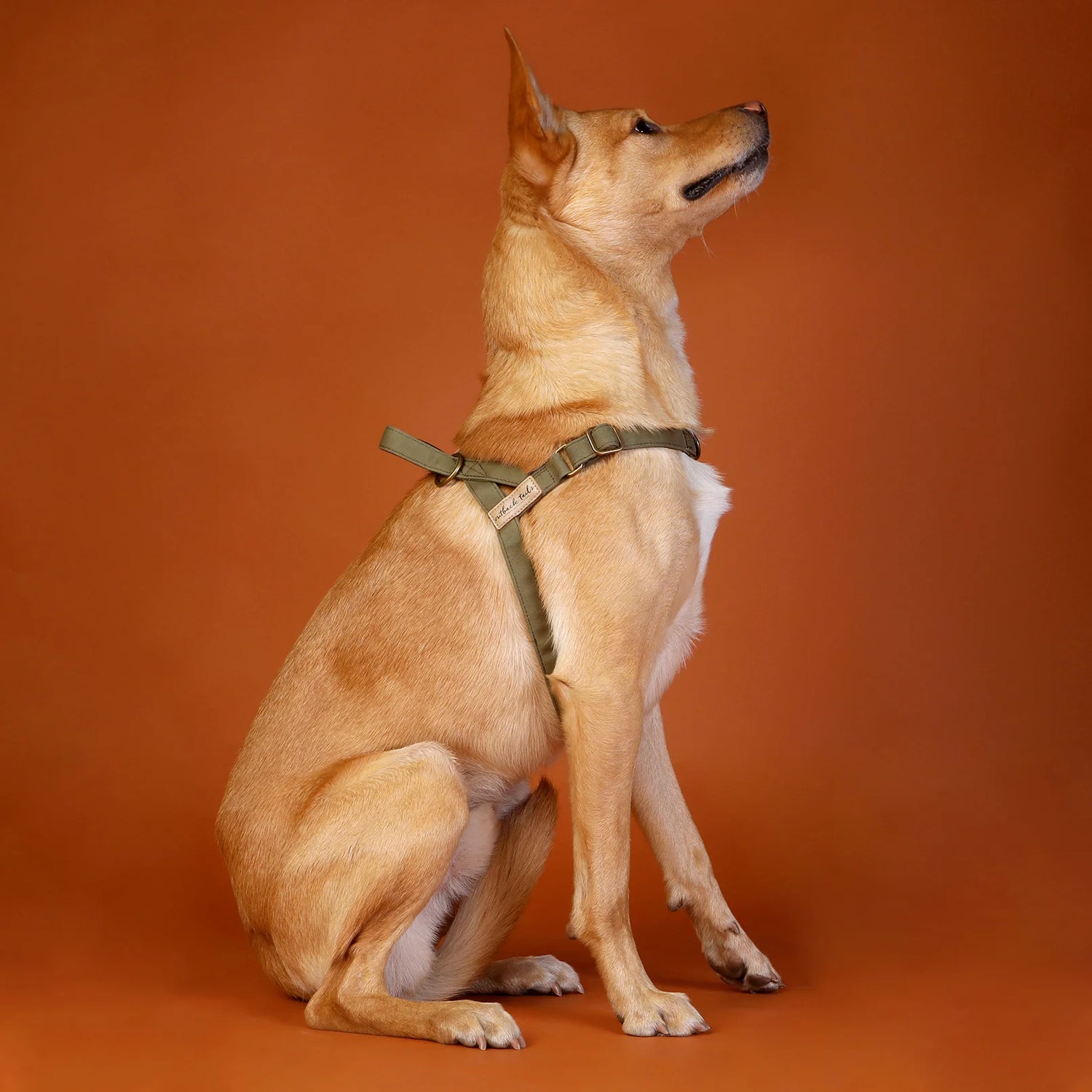 Waxed Canvas Dog Harness - Green