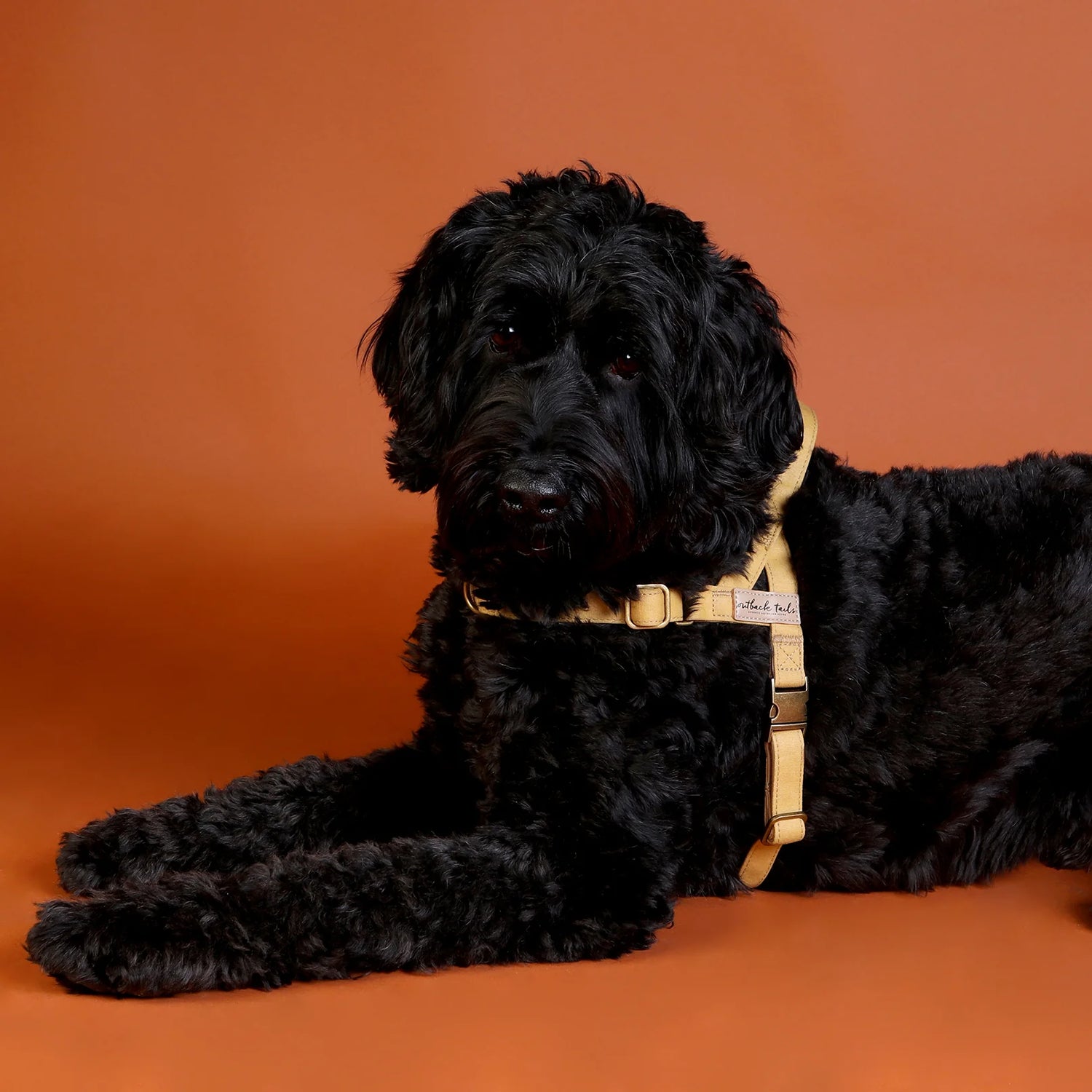 Waxed Canvas Dog Harness - Yellow