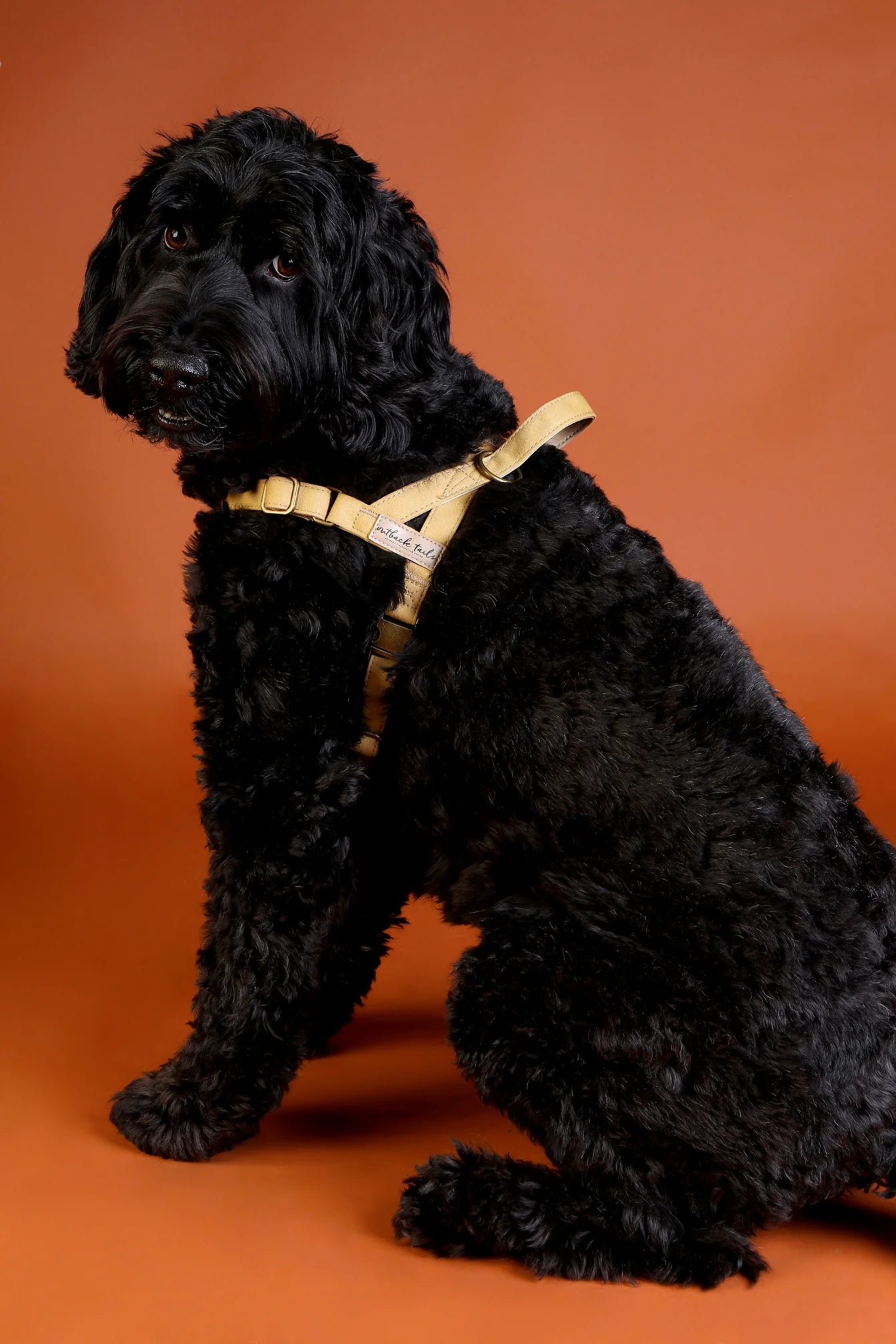 Waxed Canvas Dog Harness - Yellow