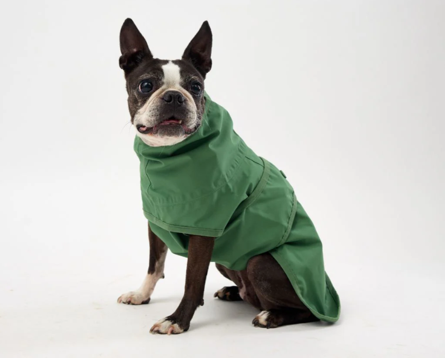 Dog wearing a green raincoat on a white background