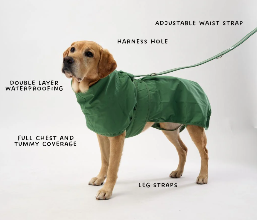 Dog wearing a green raincoat with labeled features on a white background
