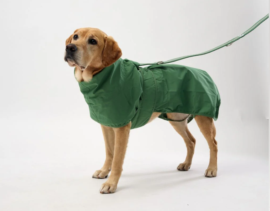 Dog wearing a green raincoat on a white background