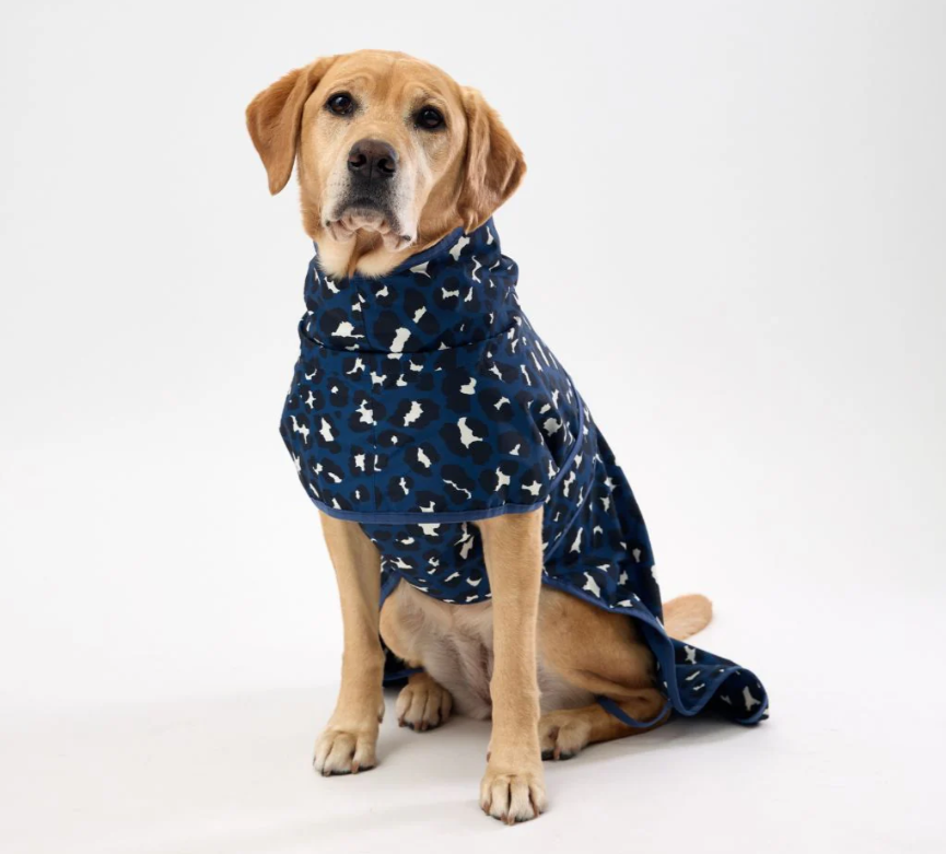 Dog wearing a blue patterned coat sitting on a white background