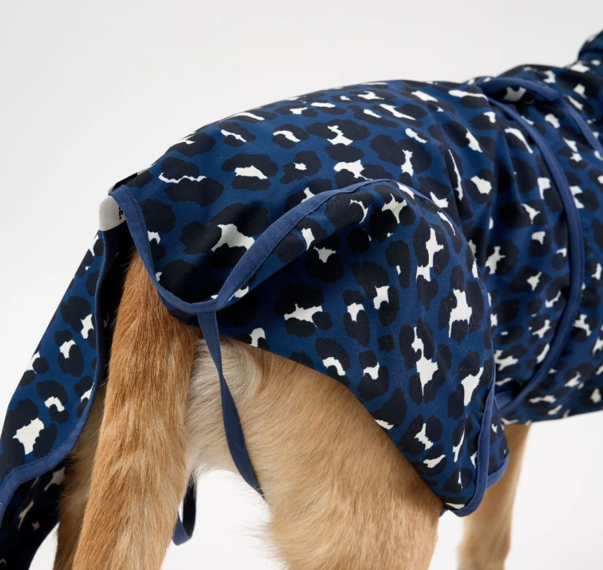 Dog wearing a blue coat with white patterns on a plain background