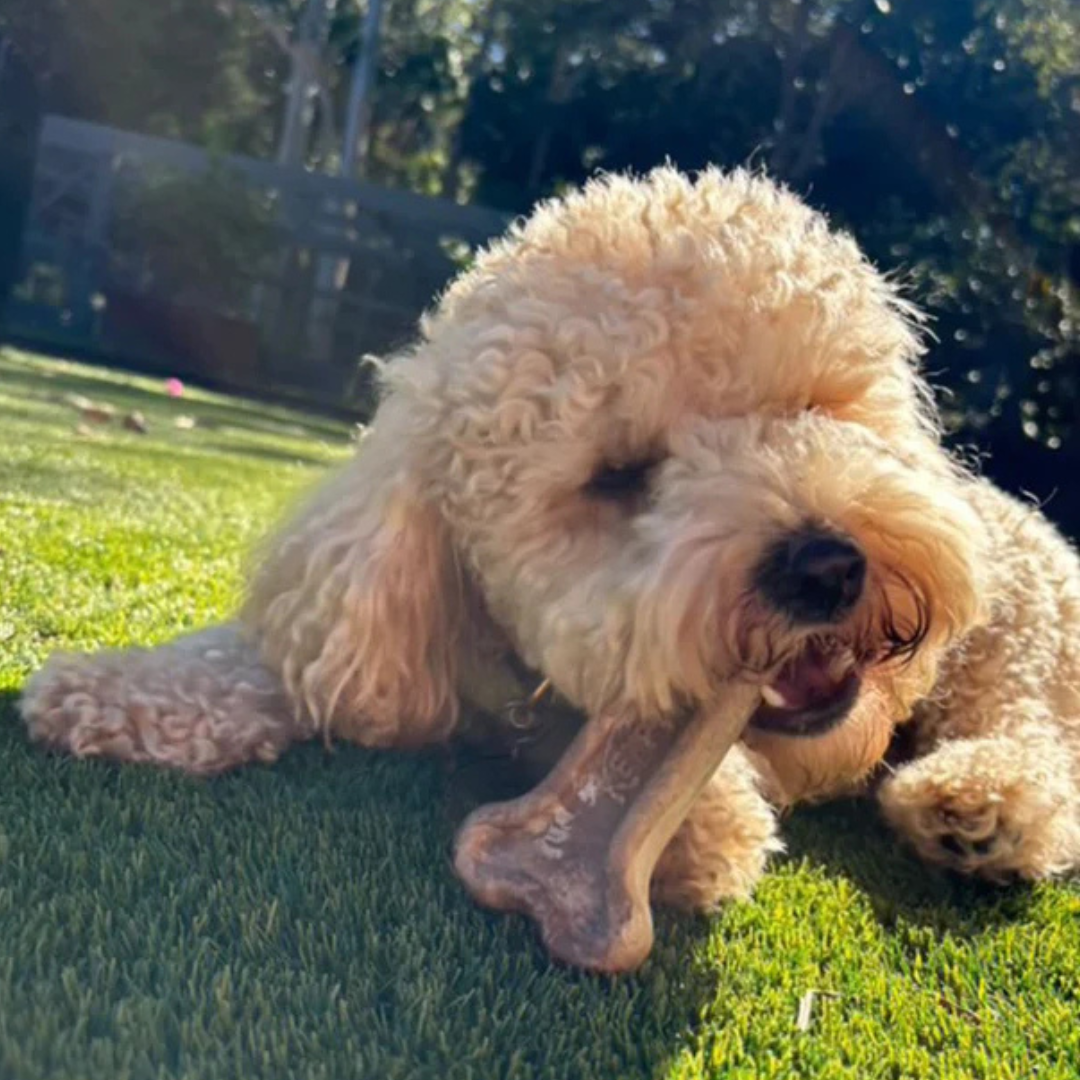 Kelpy Bone - Sustainable Chew