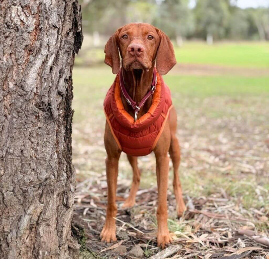 Snoot Style Winterproof Reversible Puffer - Orange & Red