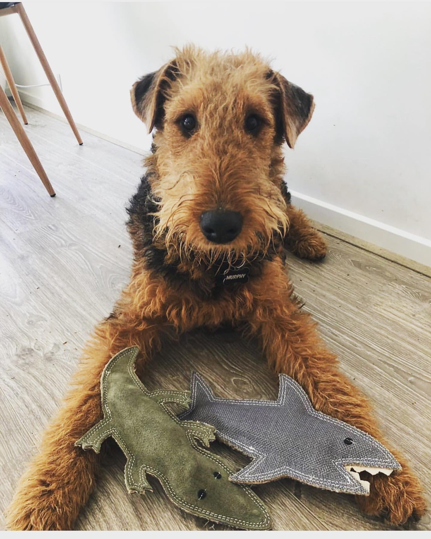 Fluffy dog sitting on the ground with 2 dog toys in front of him. One is Shazza the shark the other is Steve the croc. Both dog toys are by outback tails.