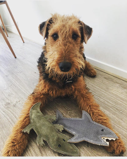 Fluffy dog sitting on the ground with 2 dog toys in front of him. One is Shazza the shark the other is Steve the suede croc. Both dog toys are by outback tails