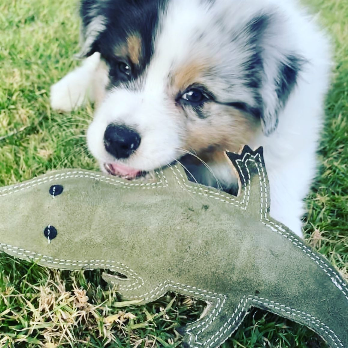 Cute border collie puppy is playing with Steve the suede croc dog toy by Outback tails. Close up shows natural green suede fabric and double stitching