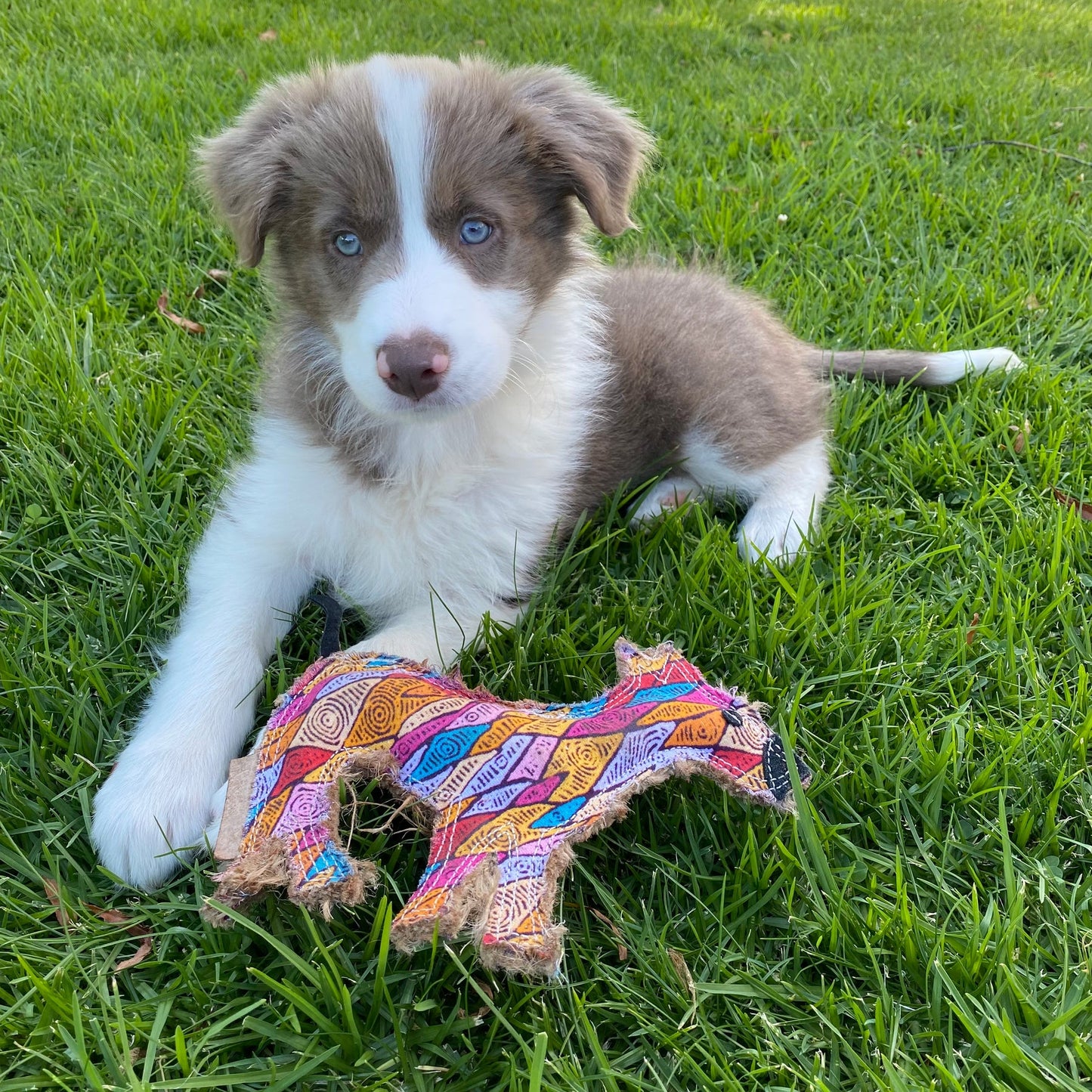 Cute blue eyed puppy playing with dog toy, desert dog Ben by outback tails on grass