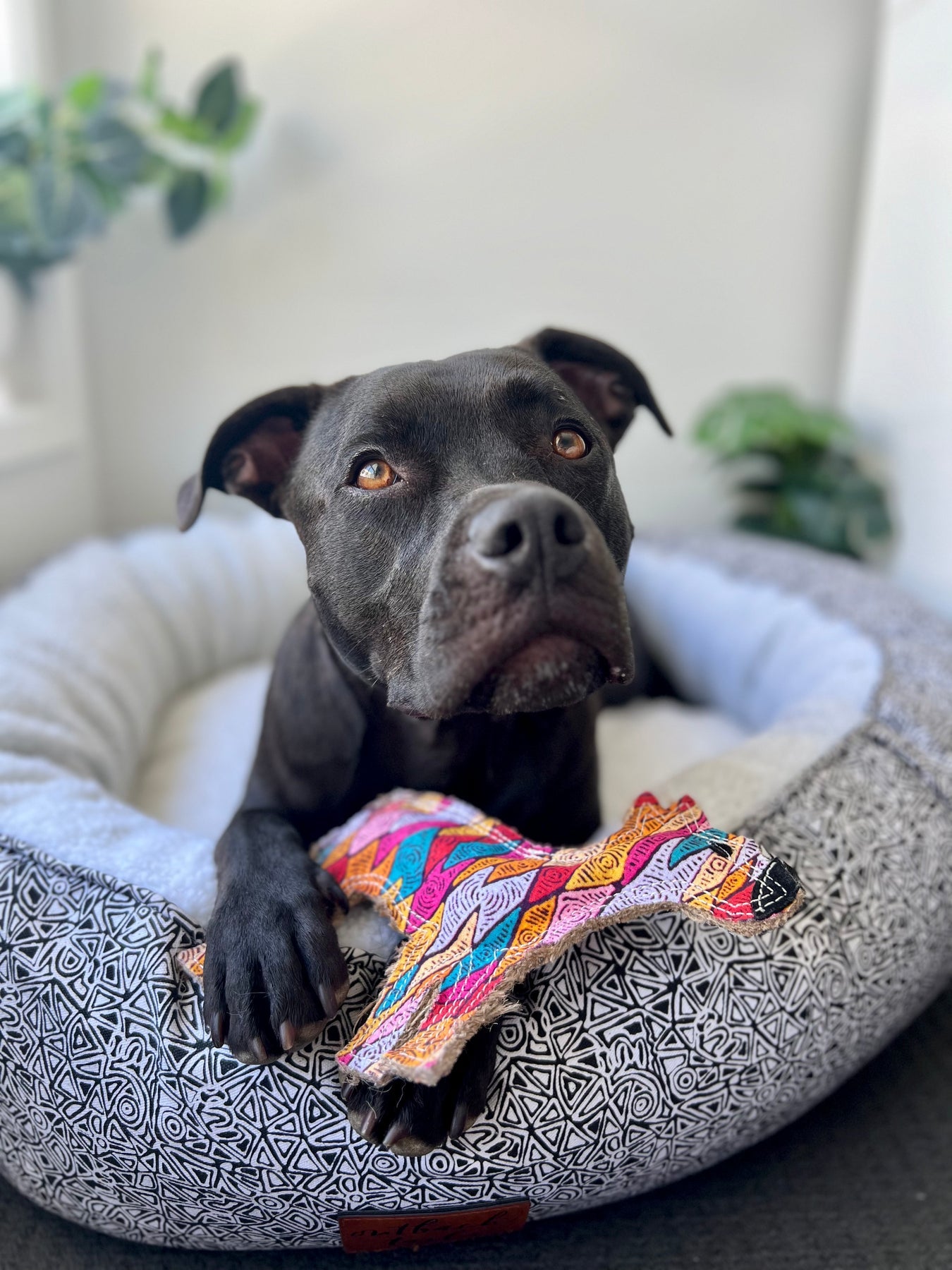 Light brown eyed Staffy playing with dog toy Desert Dog Ben by outback tails in dog bed inside house