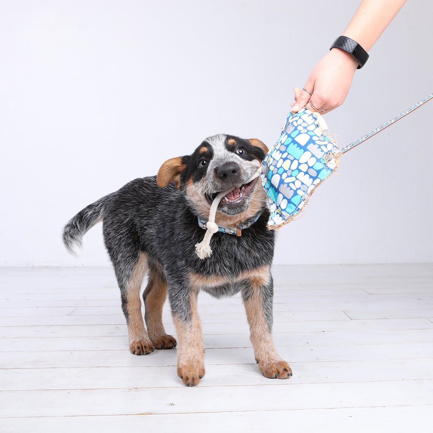 Cute cattle dog puppy tugging on Sheree the stingray dog toy by outback tails on a white background. The toys shows the indigenous artwork print and natural fibres and double stitching. A human hand is playing with the dog who is tugging on the  knotted natural rope for tugging