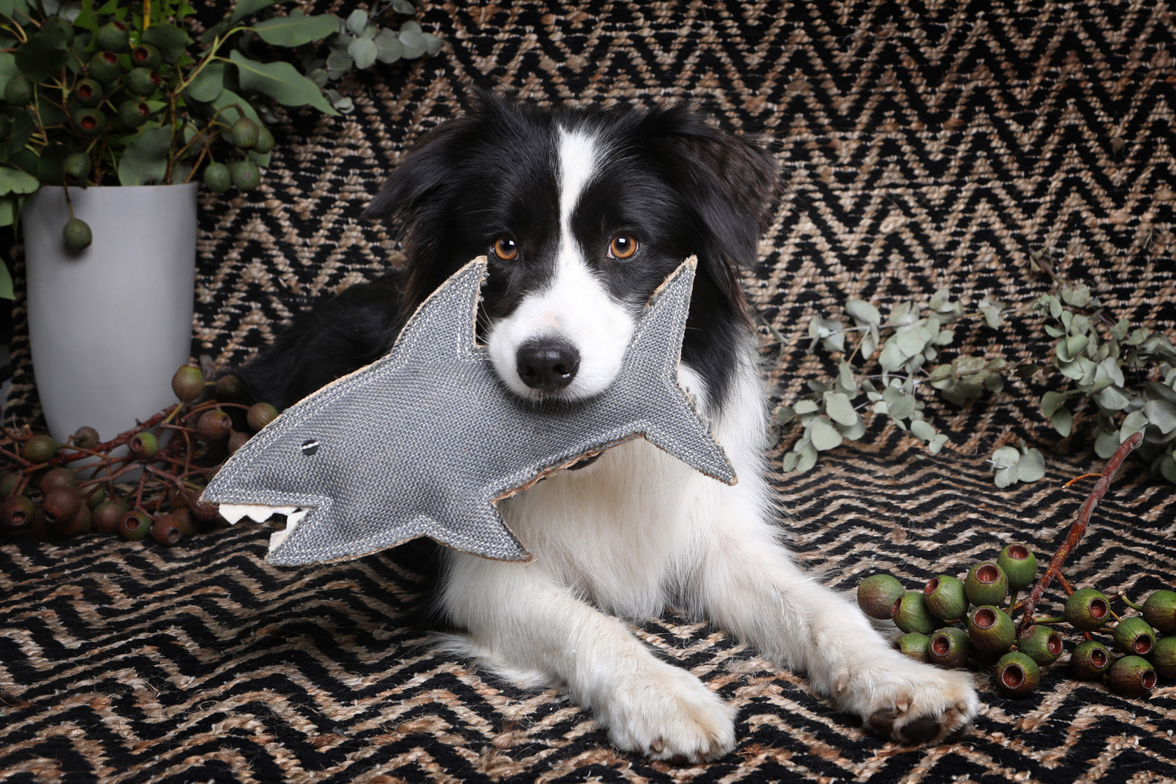 Border collie with brown eyes holding eco friendly dog toy Shazza the shark dog toy by outbackt ails in its teeth. They are surrounded by native Australian plants.