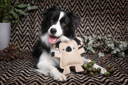 Brown eyed happy Border Collie holding Kevin the Koala dog toy by outback tails. Surrounded by Australian Native plants