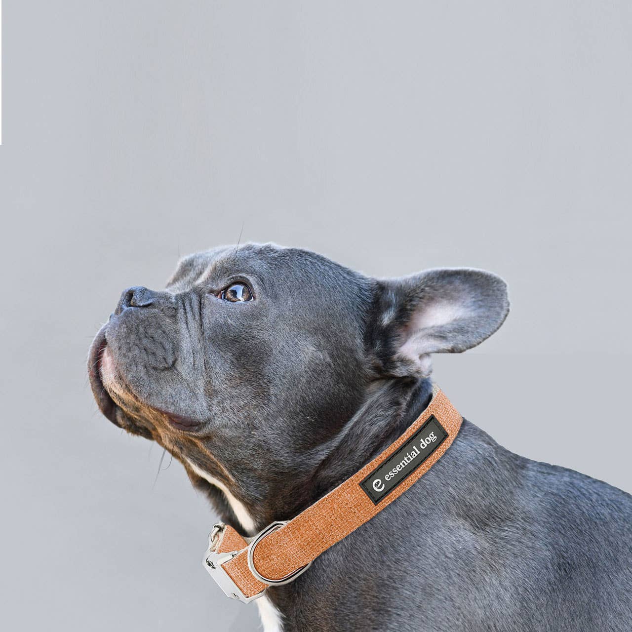Cute blue french bulldog wearing the Organic Hemp & Cotton Dog Collar orange burst against a light background